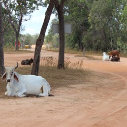 Cattle at Archer River Roadhouse