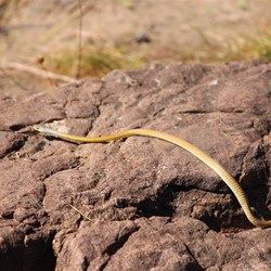 Snake at Manning Falls
