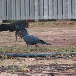 Palm Cockatoo and Brush Turkey