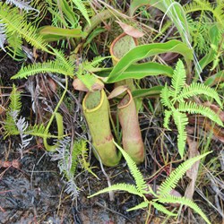 Carnivorous Pitcher Plant
