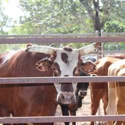 Good Looking Cattle At Bramwell Station