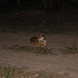 Dingo At Elim Beach