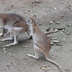 Bush Wallabys At Daintree