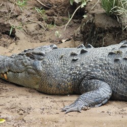 Saltwater Croc 4.75 Metres