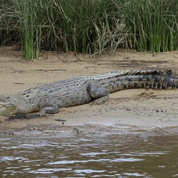 Female Saltwater Croc
