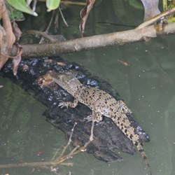 Baby Saltwater Croc