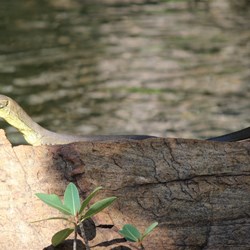 Mertons Water Monitor