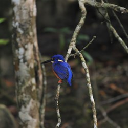 Azure Kingfisher