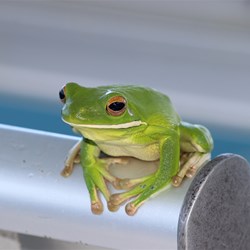 Green Tree Frog