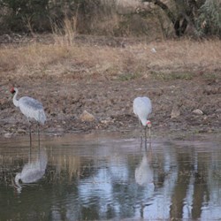Brolgas at Camoweal Free Camp