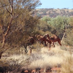 Wild Camels