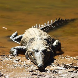 Freshie at Windjana Gorge