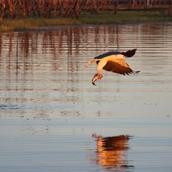 Sea Eagle Lake Argyle