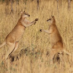 Fitzroy Crossing Rock wallabies