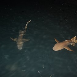 Sharks aroud the Houseboat