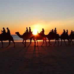 Camels at Broome Cable Beach