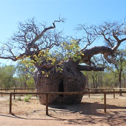 Boab Prison Tree