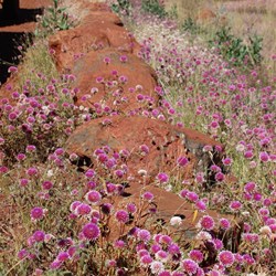 Wild flowers at the Memory Lookout