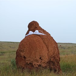 Female Termite Mound
