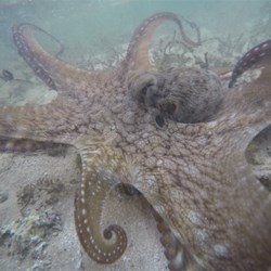 Octopus in the Lagoon