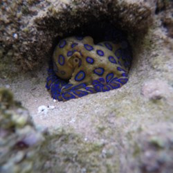 Deadly Blue Ringed Octopus