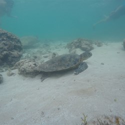 Snorkling with Loggerhead Turtle In The Lagoon