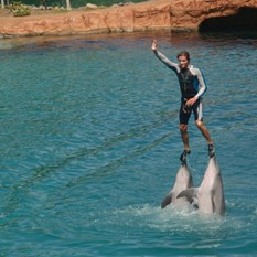 Dolphin Show at Seaworld