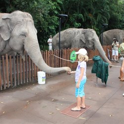 Leah feeding the elephants
