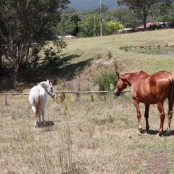 Tahma (white) 23yrs old