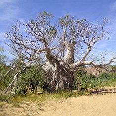 The old Prison Boab south of Wyndham