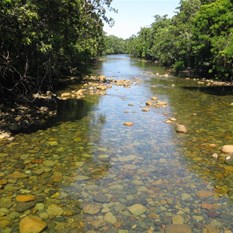 Daintree