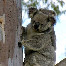 Koalas at Somerset Dam