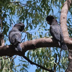 Black Cockatoo's in a Tree