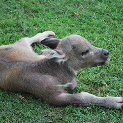 Newborn Buffalo
