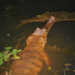 Fresh Water Crocodile
