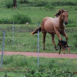Horses and a Flying Dog