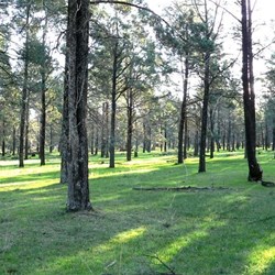 Cyprus woodland, NSW