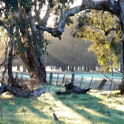 Iconic River Red Gums