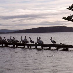 Pelicans