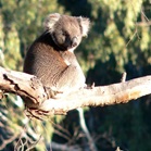 Koala, cuddly marsupial