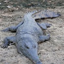 Big Lizard - freshwater croc