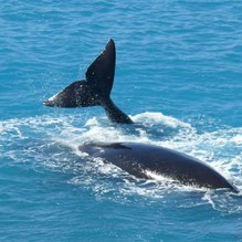 Whales at the Head of the Bight
