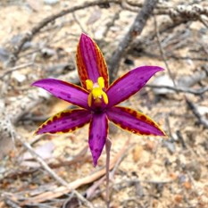 Queen of Sheba Orchid