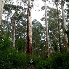 Tall timber, SW forests, WA