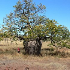Boab, icon of the north