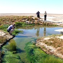 Mound Spring, Oodnadatta Track
