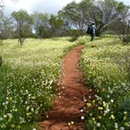 Going Solo near Mullewa, WA