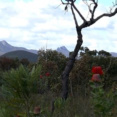 Stirling Ranges, WA