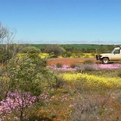 Flowers near Mullewa, WA