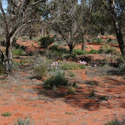 Flowers north of Roxby Downs